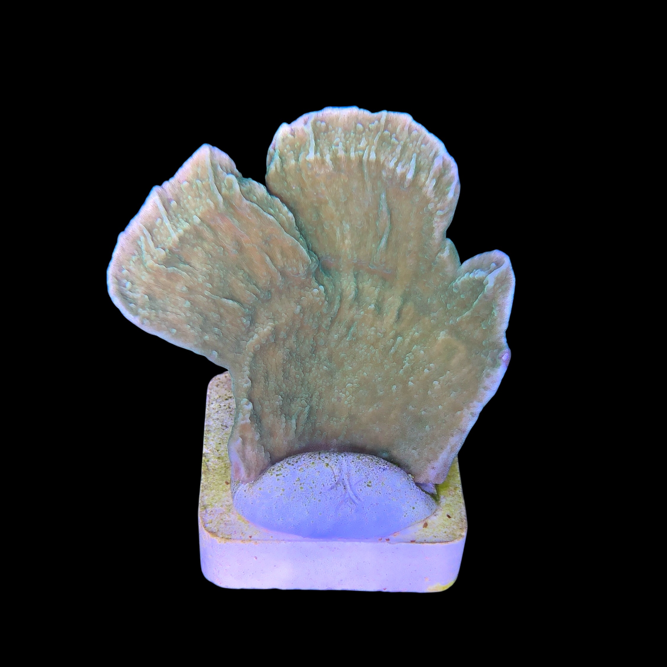 Montipora Capricornio Green G - Imagem 2