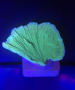 Montipora Capricornio Green M