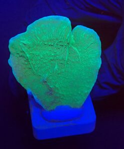 Montipora Capricornio Green M