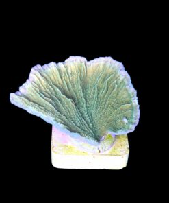 Alternative view of Montipora Capricornio Green M