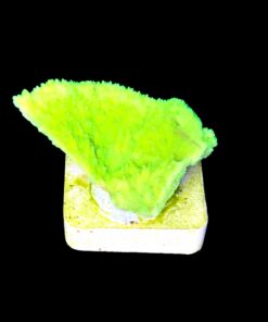 Montipora Capricórnio Kryptonita M