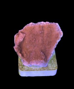 Alternative view of Montipora Capricórnio Laranja M