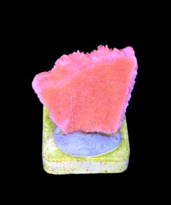 Alternative view of Montipora Capricórnio Laranja M