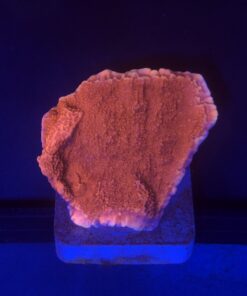 Montipora Capricórnio Laranja M