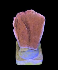 Alternative view of Montipora Capricórnio Laranja M