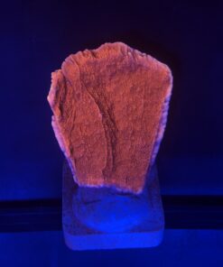 Montipora Capricórnio Laranja M