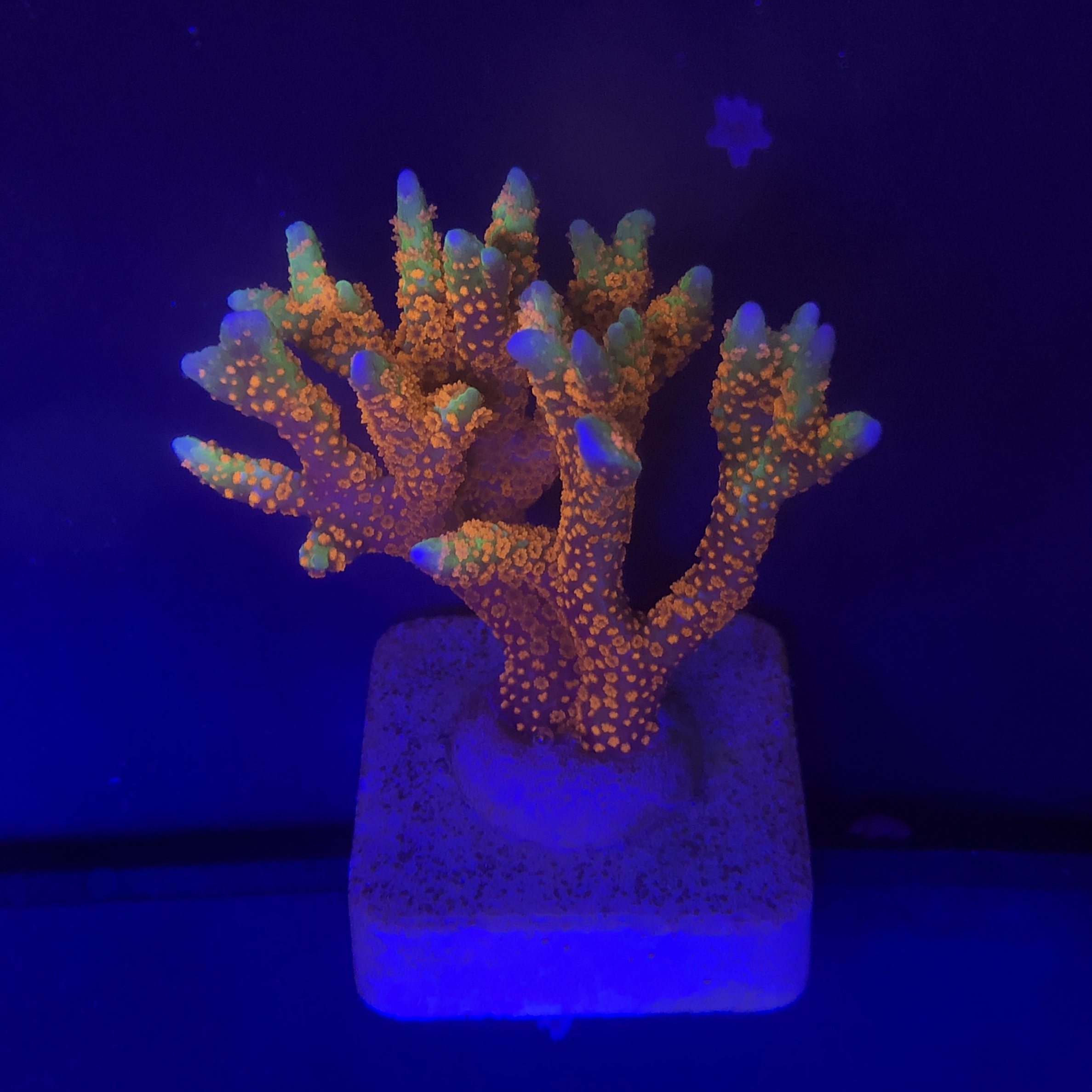 Montipora Forest Fire G