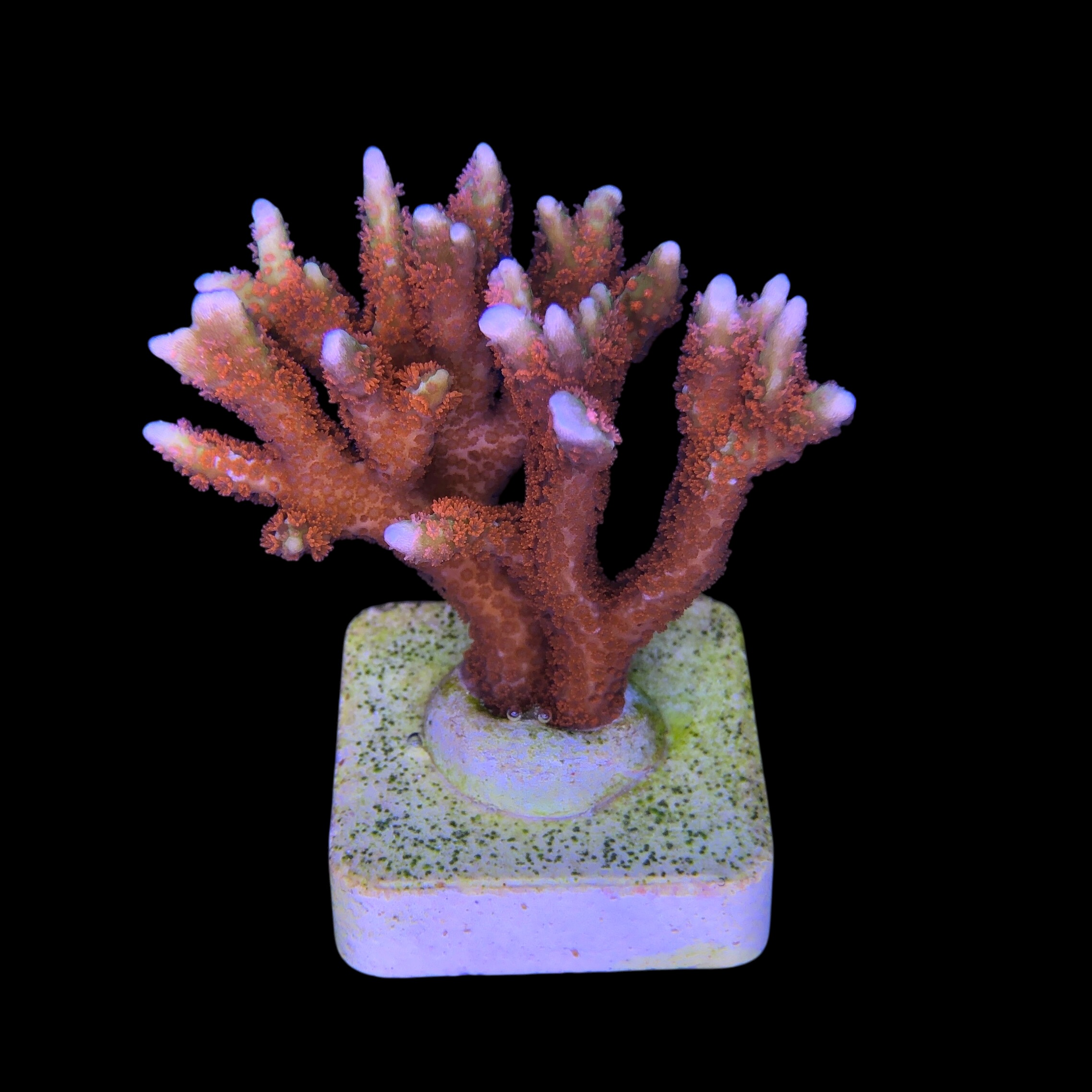 Montipora Forest Fire G - Imagem 2