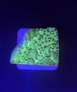 Montipora Jedi Trick Mint Undata M