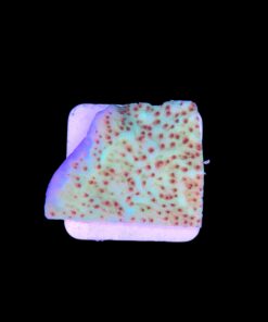 Alternative view of Montipora Jedi Trick Mint Undata M