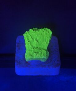 Montipora Capricórnio Kryptonita P