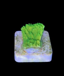 Alternative view of Montipora Capricórnio Kryptonita P