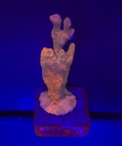 Montipora Setosa Grafted M