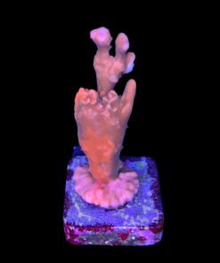 Alternative view of Montipora Setosa Grafted M