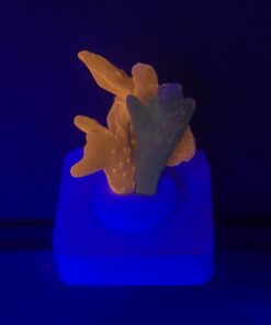 Montipora Setosa Grafted M