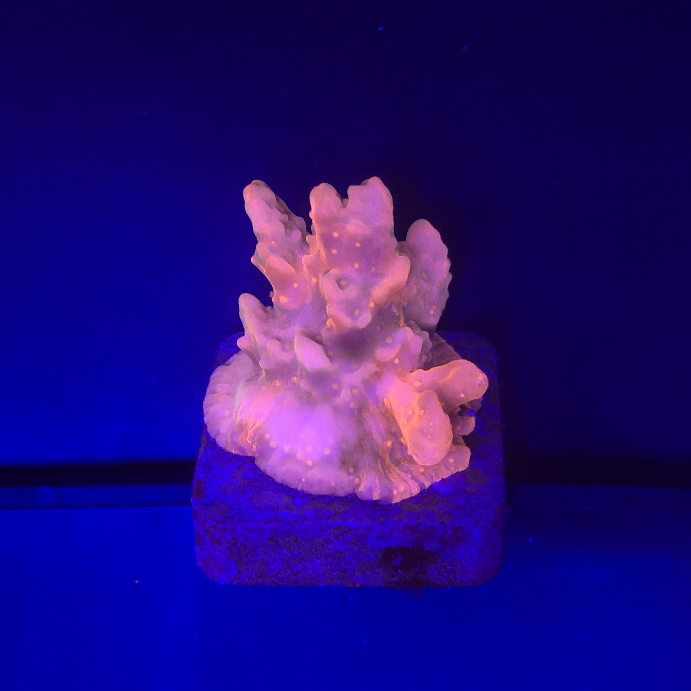 Montipora Setosa Grafted M