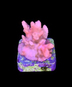 Alternative view of Montipora Setosa Grafted M