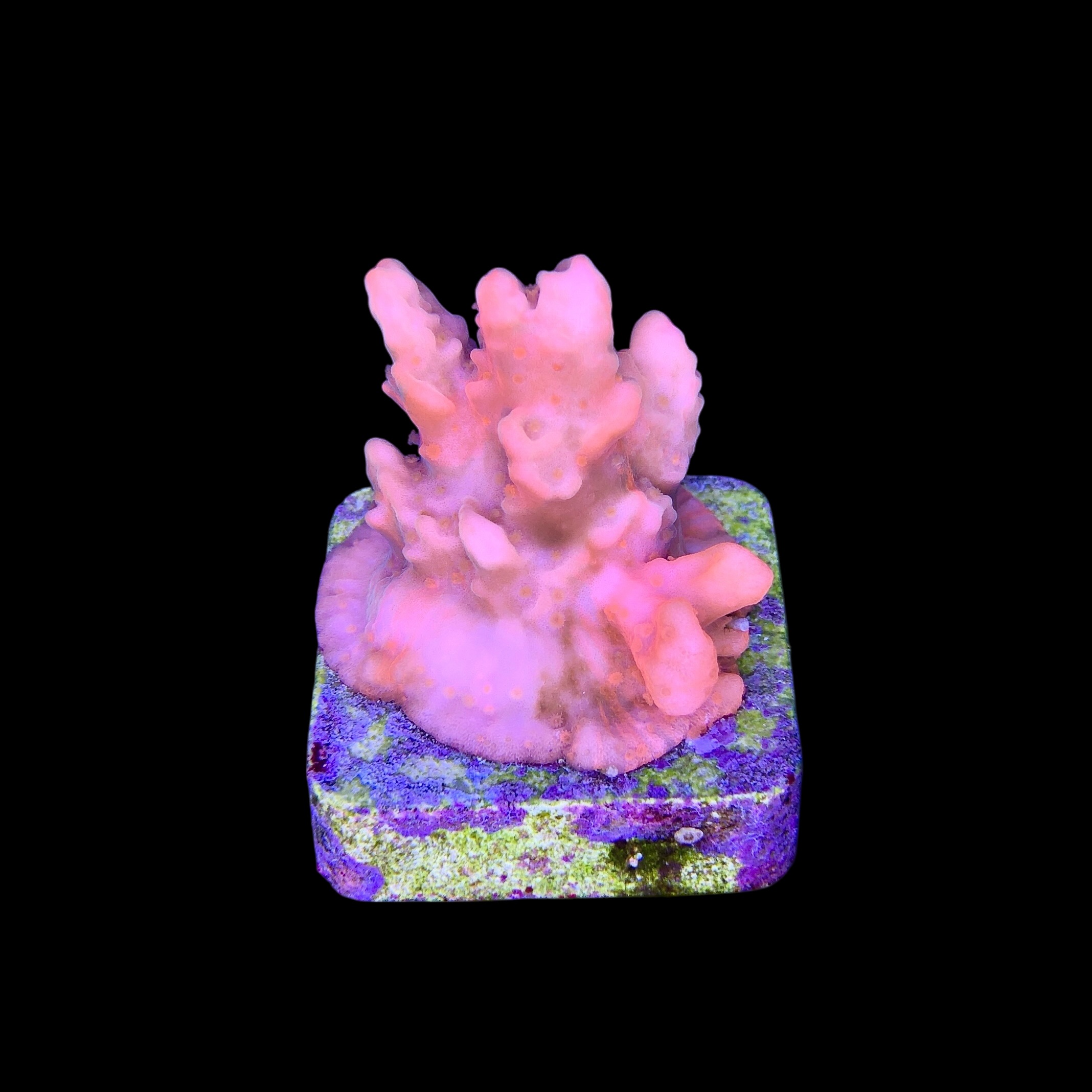 Montipora Setosa Grafted M - Imagem 2