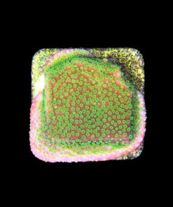 Alternative view of Montipora Sunset M