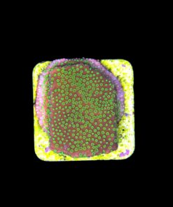 Alternative view of Montipora Sunset M