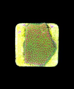 Alternative view of Montipora Sunset M
