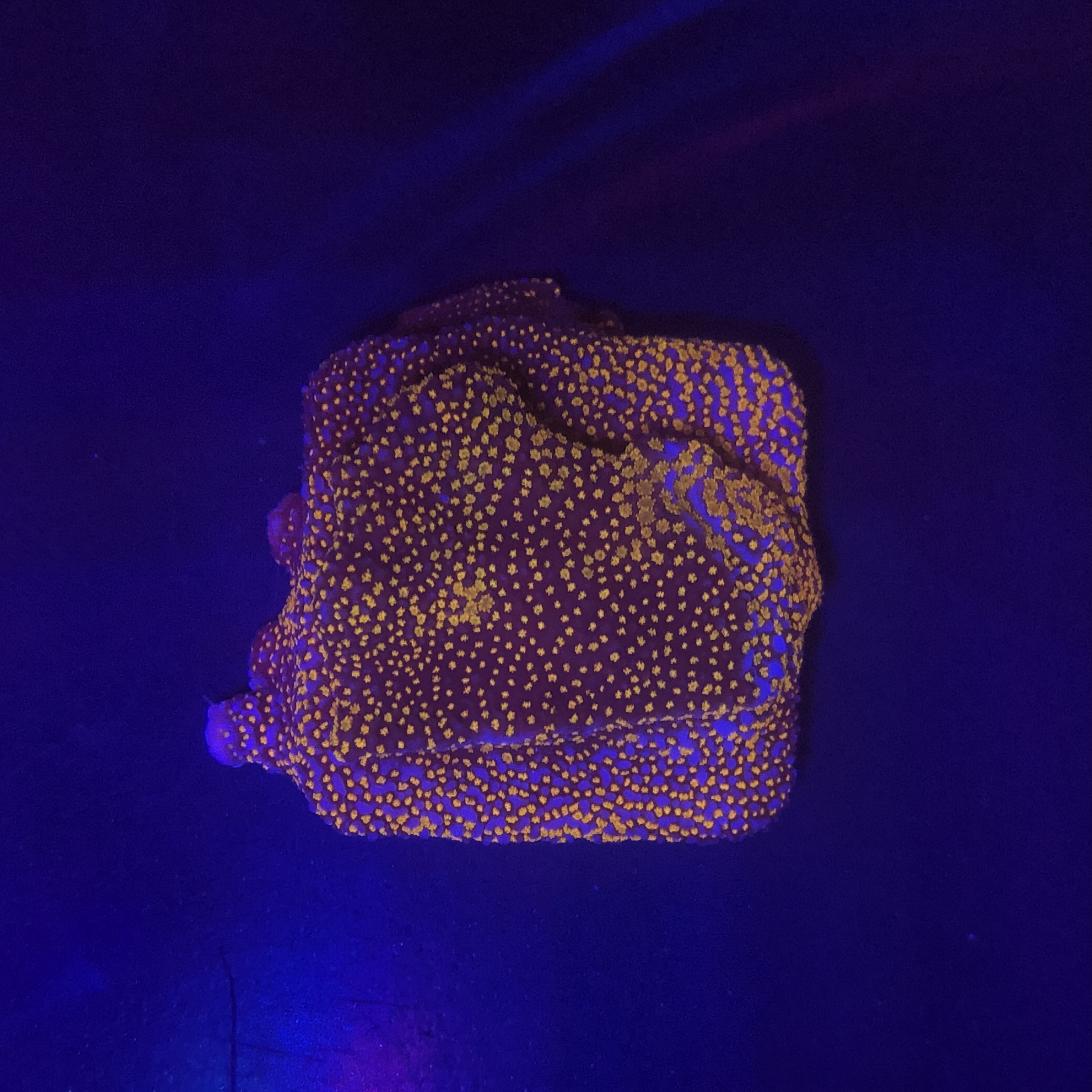 Montipora Superman M