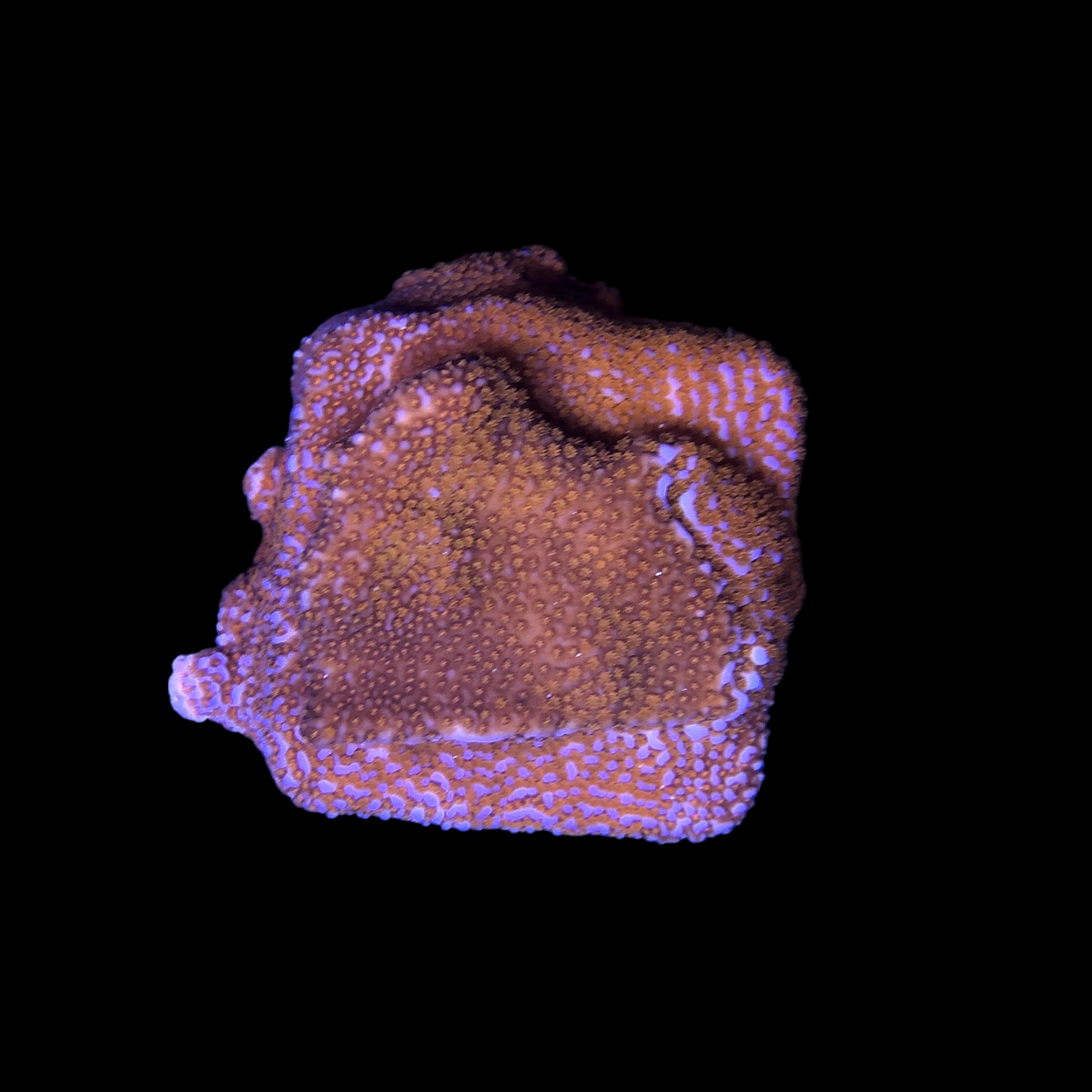 Montipora Superman M - Imagem 2