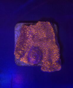 Montipora Superman Reverse (Mystic) M