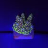 Nana Purple Neon Polyps M