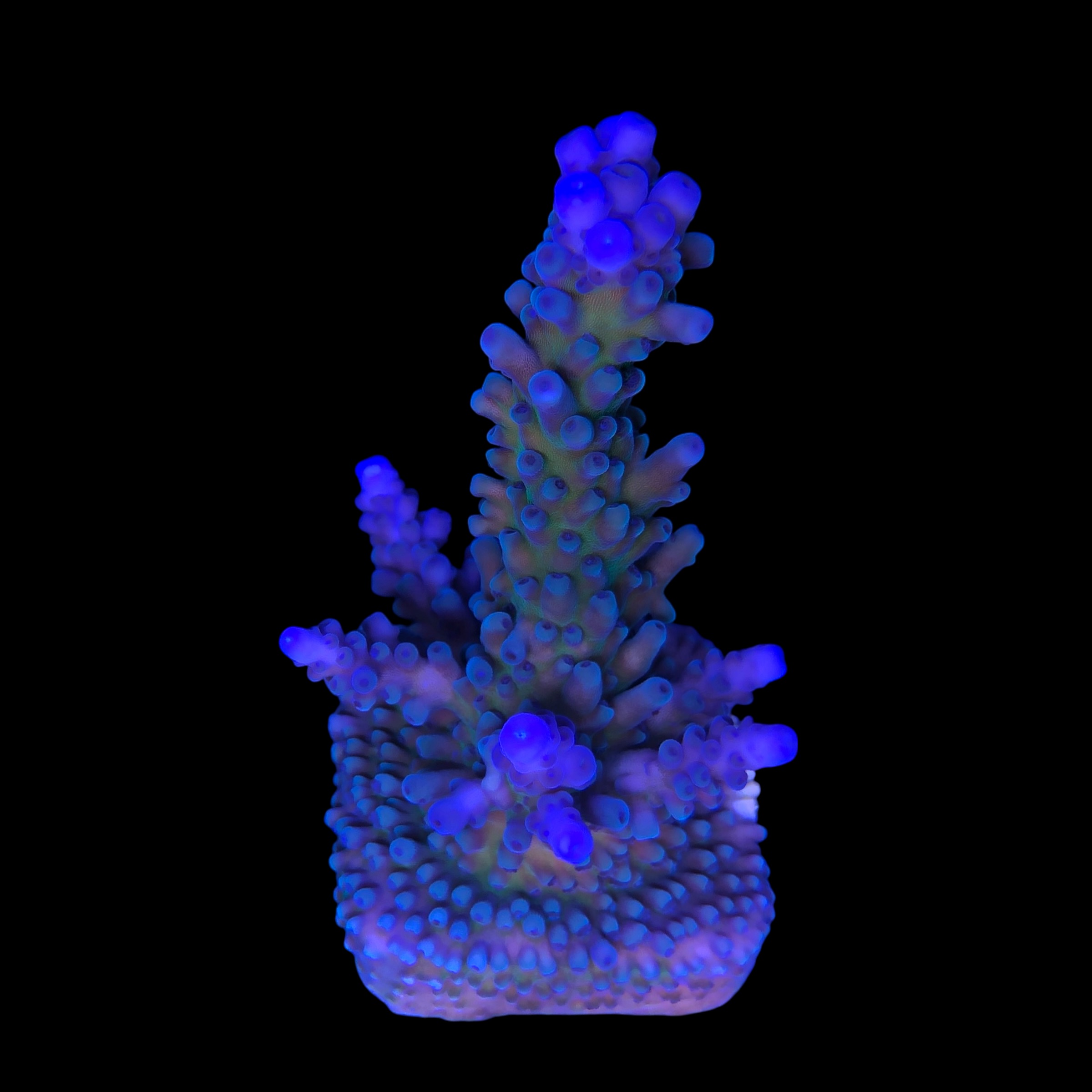 Ora Blue Green G - Imagem 2