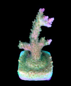 Alternative view of Paletta Pink Tips M