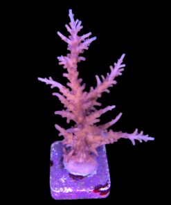 Alternative view of Pink Dragon G