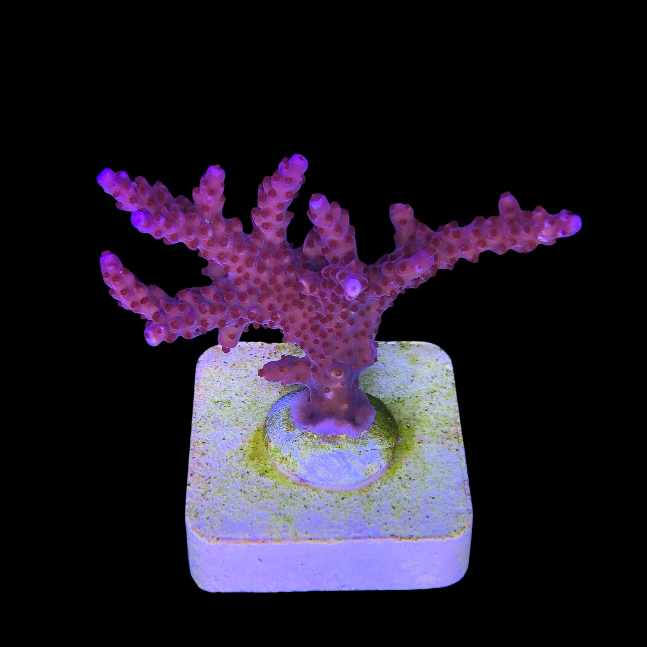 Pink Panther M - Imagem 2