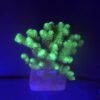 Pocillopora Green G