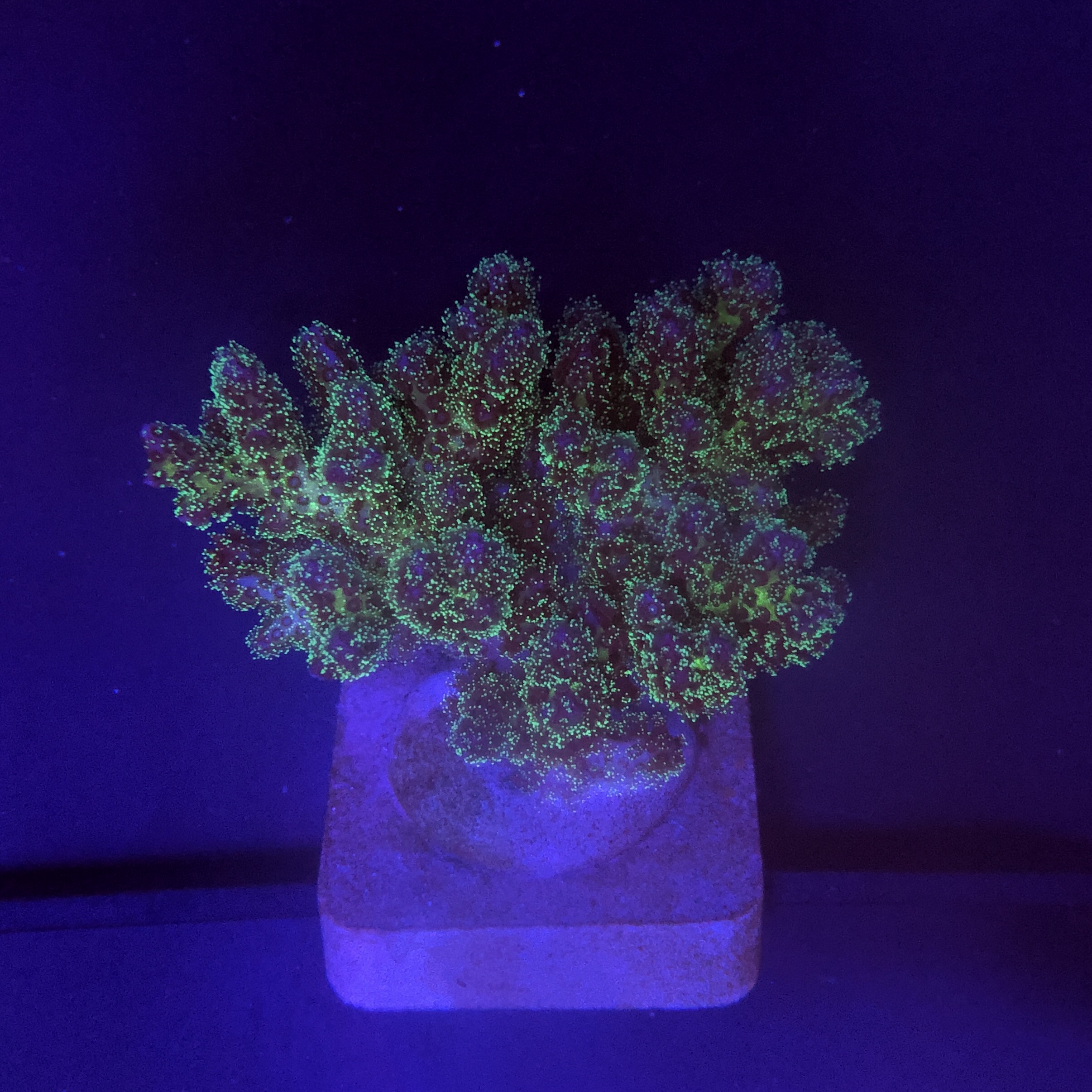 Pocillopora Purple M