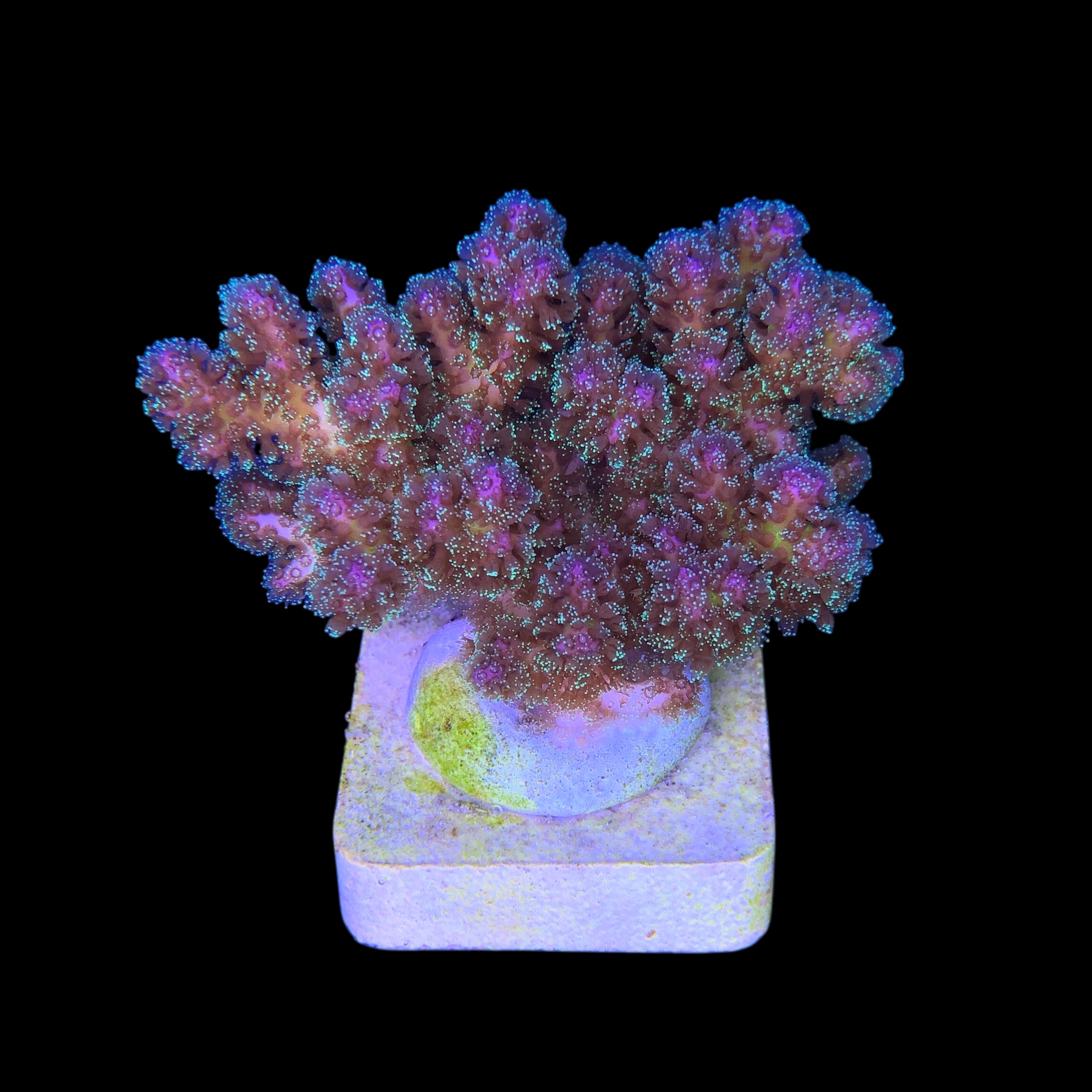 Pocillopora Purple M - Imagem 2