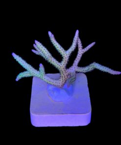 Seriatopora Ponape M