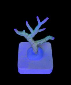 Seriatopora Ponape M