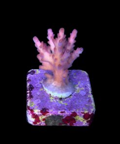 Alternative view of Red Devil Island M