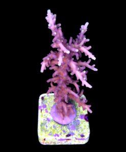 Alternative view of Red Ferrari G