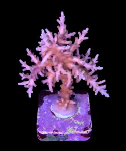 Alternative view of Red Ferrari G