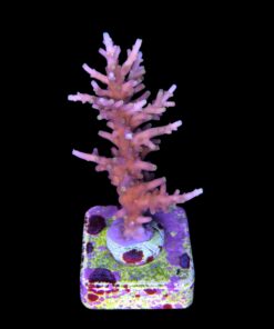 Alternative view of Red Ferrari G