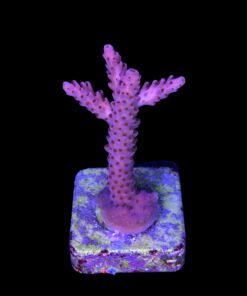 Alternative view of Red Metalic M