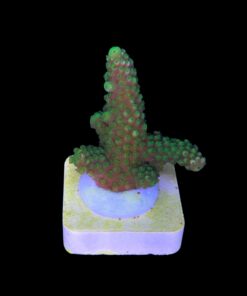 Alternative view of Salmoensis Green M