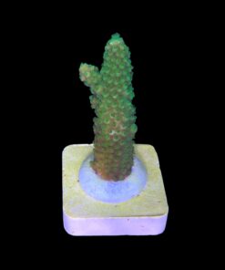 Alternative view of Salmoensis Green M