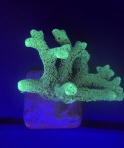 Seriatopora Caliendrum G