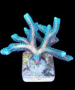 Alternative view of Seriatopora Caliendrum G