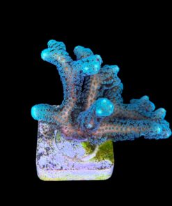 Alternative view of Seriatopora Caliendrum G