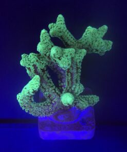 Seriatopora Caliendrum G