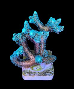 Alternative view of Seriatopora Caliendrum G